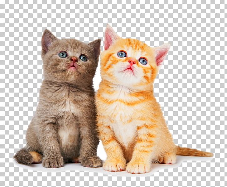 Ragdoll British Shorthair Kitten Dog Litter Box PNG, Clipart, American Wirehair, Animal, Animals, Asian, Carnivoran Free PNG Download