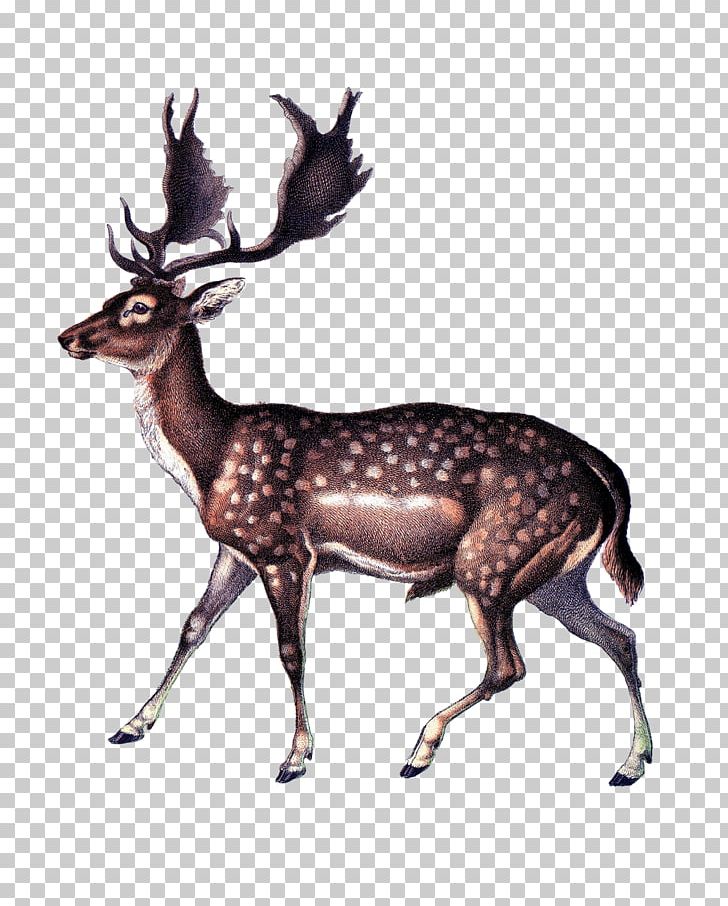 Reindeer Gray Wolf Red Deer White-tailed Deer PNG, Clipart, Animal, Antler, Cartoon, Chromolithography, Deer Free PNG Download