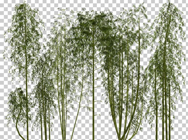 Tropical Woody Bamboos Plant PNG, Clipart, Bamboo, Bamboo Mat, Bamboos, Birch, Branch Free PNG Download
