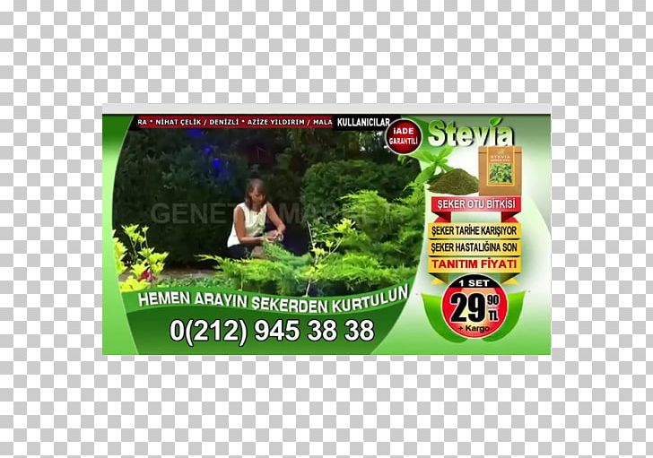 Candyleaf Stevia Dietary Supplement Plant Health PNG, Clipart, Advertising, Brand, Capelli, Dietary Supplement, Disease Free PNG Download