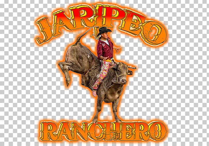 Jaripeo Logo Juliantla PNG, Clipart, 720p, 2018, Cowboy, Idea, Jaripeo Free PNG Download