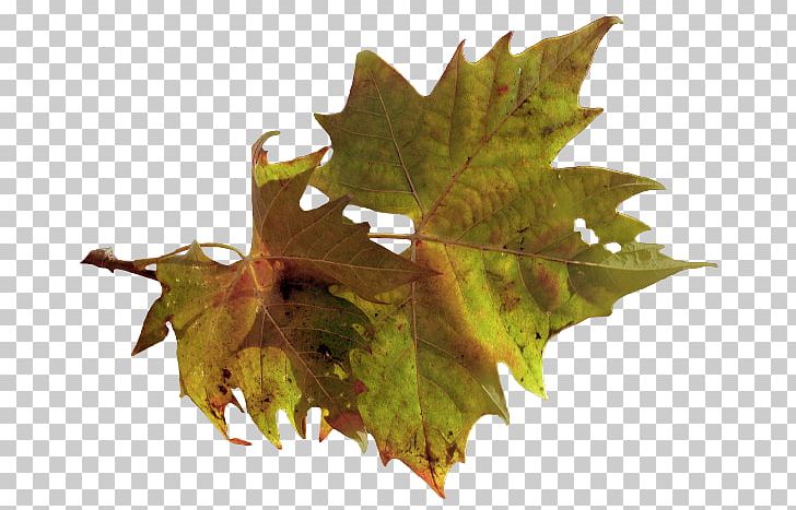 Maple Leaf Autumn Art PNG, Clipart, Art, Autumn, Daytime, Fashion, Leaf Free PNG Download