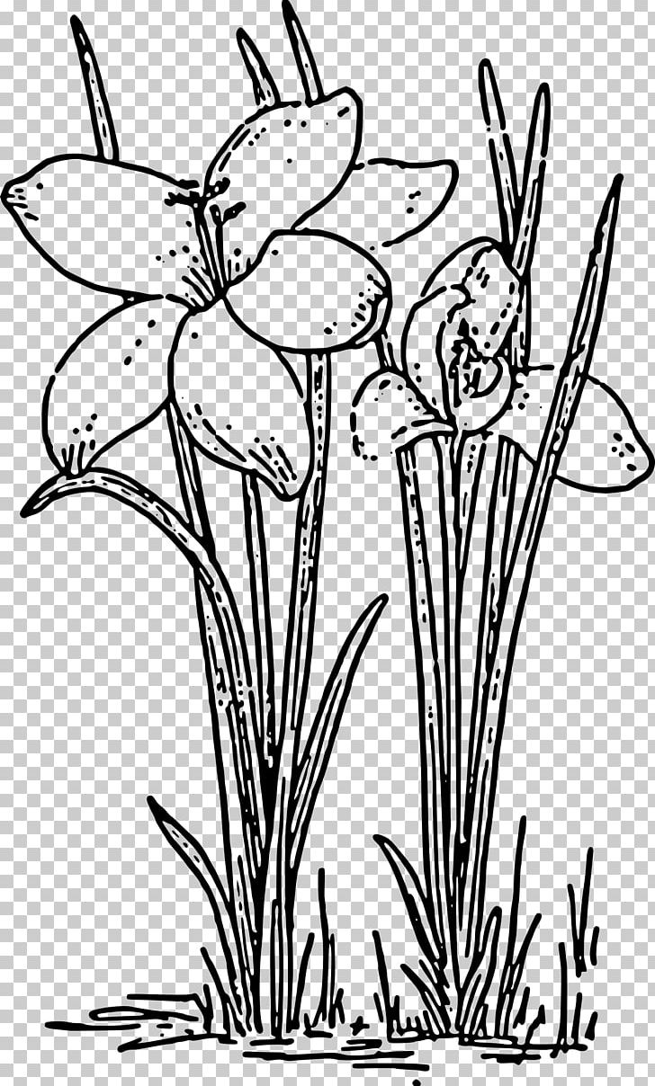 Rose Plant Black And White PNG, Clipart, Black And White, Black Rose, Coloring Book, Computer Icons, Crocus Free PNG Download
