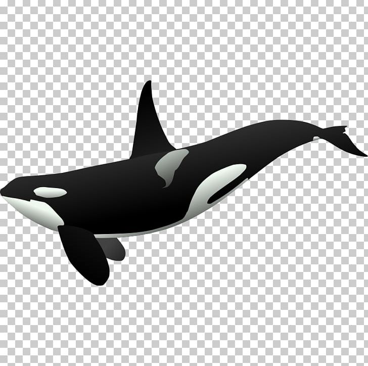 Killer Whale Cetaceans PNG, Clipart, Dolphin, Download, Drawing, Fin, Killer Whale Free PNG Download