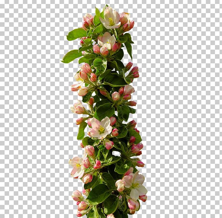 Portable Network Graphics Stock.xchng Desktop Photograph PNG, Clipart, Apple, Apple Blossom, Artificial Flower, Blossom, Cut Flowers Free PNG Download