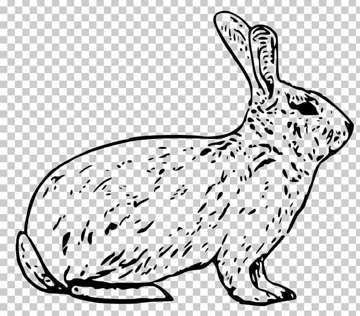 Arctic Hare European Hare Snowshoe Hare European Rabbit PNG, Clipart, Animals, Arctic, Carnivoran, Dog Like Mammal, Fauna Free PNG Download