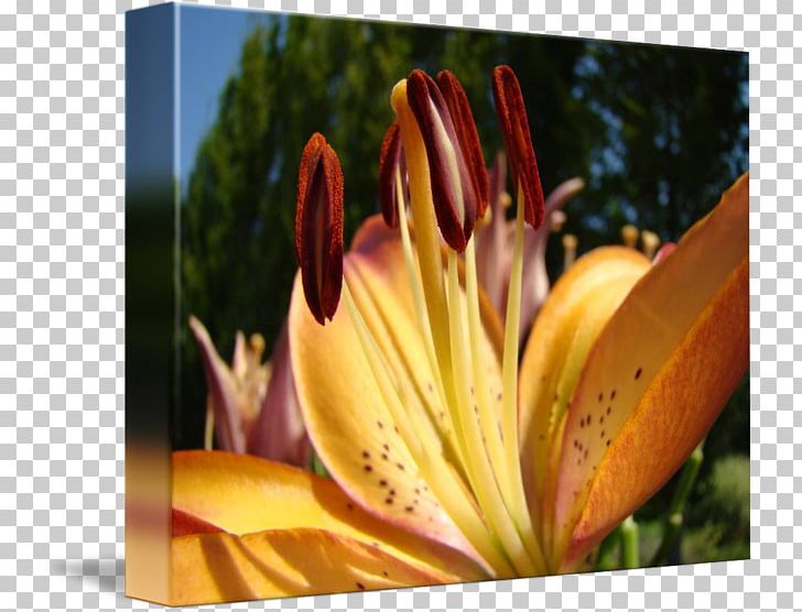 Close-up Daylily Wildflower Lily M PNG, Clipart, Closeup, Closeup, Daylily, Flora, Flower Free PNG Download