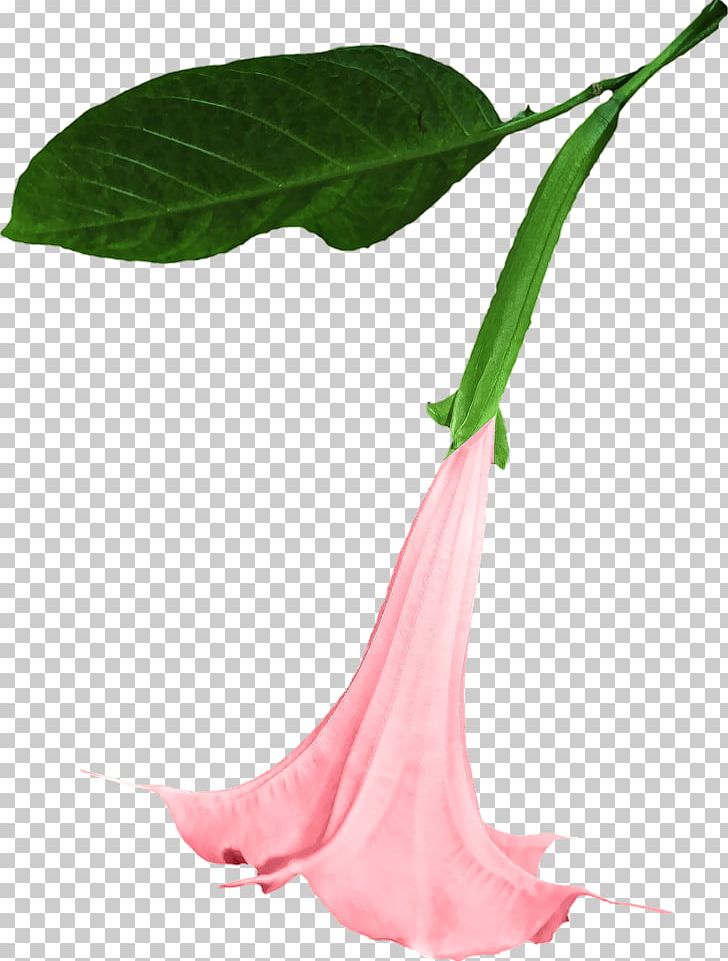 Datura PNG, Clipart, Flowers, Nature, Various Flowers Free PNG Download