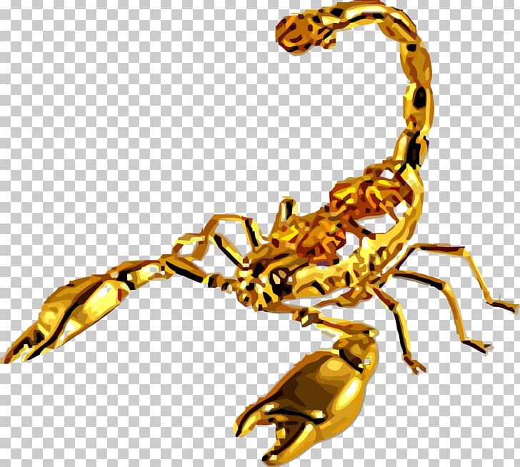 Emperor Scorpion Euclidean PNG, Clipart, Animal, Arthropod, Body Jewelry, Golden Background, Golden Circle Free PNG Download