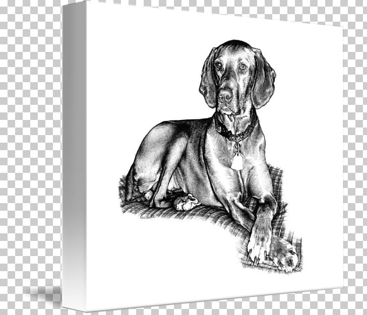 Weimaraner Wirehaired Vizsla Puppy Dog Breed PNG, Clipart, Animal, Animals, Art, Black And White, Breed Free PNG Download