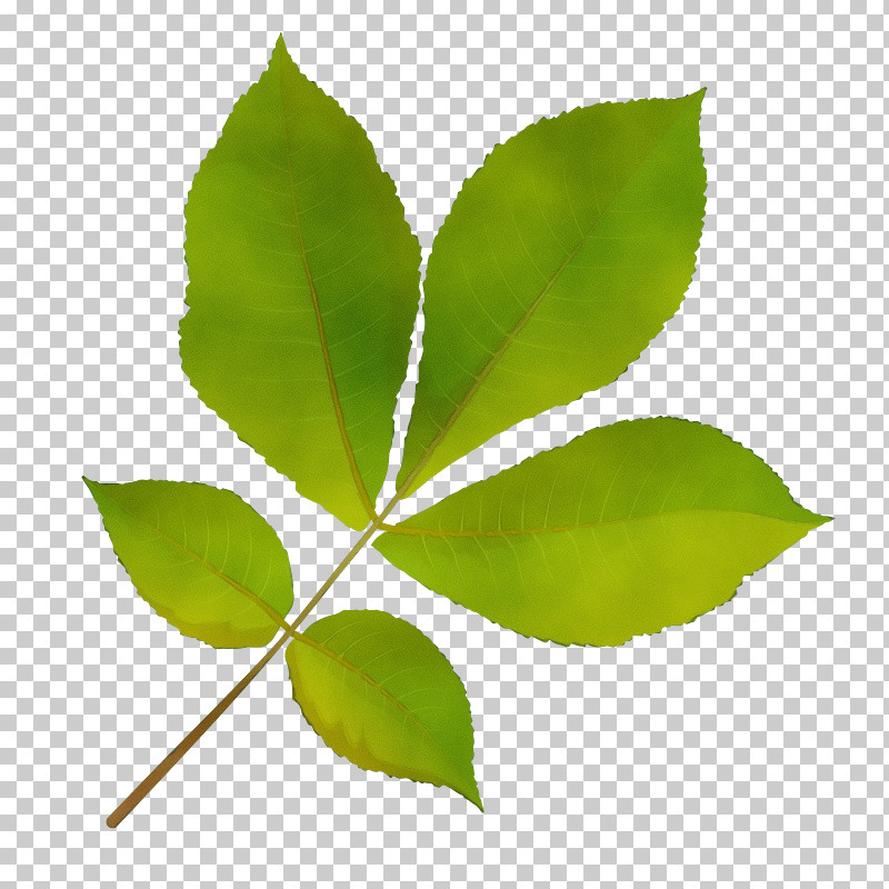 Leaf Plant Stem Plant Science Biology PNG, Clipart, Biology, Leaf, Paint, Plant, Plant Stem Free PNG Download