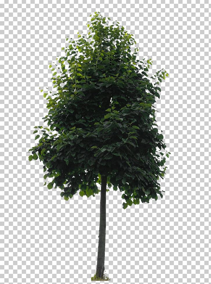 Branch Tree Oak Lindens Shrub PNG, Clipart, Archiveis, Branch, Computer Monitors, Cut, Cut Out Free PNG Download