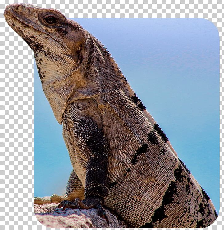 Common Iguanas Dragon Lizards Terrestrial Animal PNG, Clipart, Agama, Agamidae, Animal, Cancun Taxi, Common Iguanas Free PNG Download