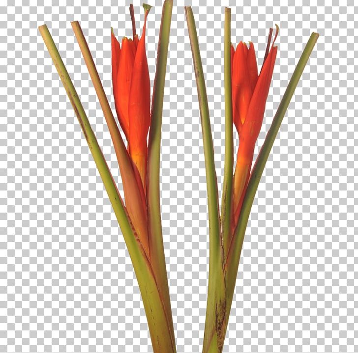 Flower Musa Coccinea Musa Acuminata Vase Life Plant Stem PNG, Clipart, Banana, Coccinia, Cut Flowers, Family, Flower Free PNG Download