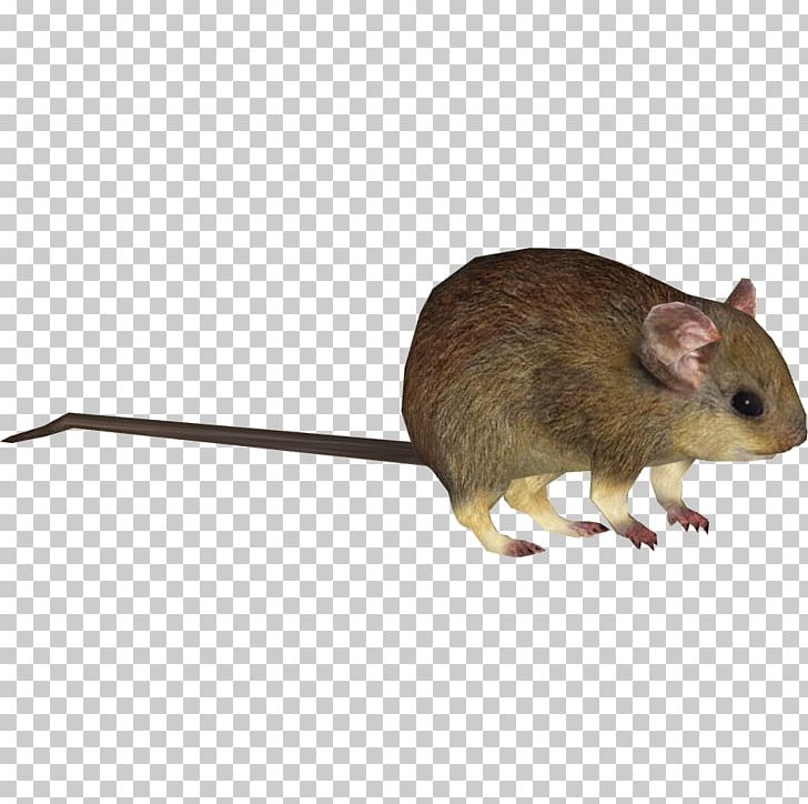 Gerbil Greater Stick-nest Rat Lesser Stick-nest Rat Rodent PNG, Clipart, Animal, Animals, Fauna, Gerbil, Live Food Free PNG Download