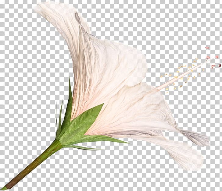 Lilium Flower PNG, Clipart, Color, Commodity, Euclidean Vector, Feather, Flower Free PNG Download