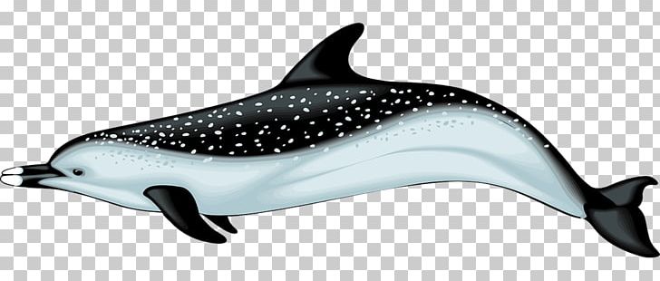 Common Bottlenose Dolphin Spinner Dolphin Porpoise PNG, Clipart, Animal Figure, Bottlenose Dolphin, Dolphin, Free Content, Mammal Free PNG Download