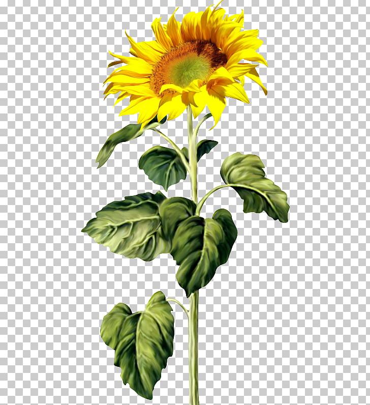 Common Sunflower Sunflower Seed PNG, Clipart, Annual Plant, Clip Art, Color, Common Sunflower, Cut Flowers Free PNG Download