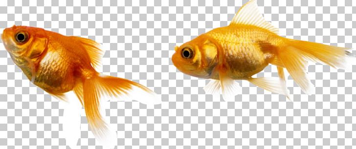 Goldfish Total Relationship Marketing PNG, Clipart, Bony Fish, Bony Fishes, Closeup, Download, Drawing Free PNG Download
