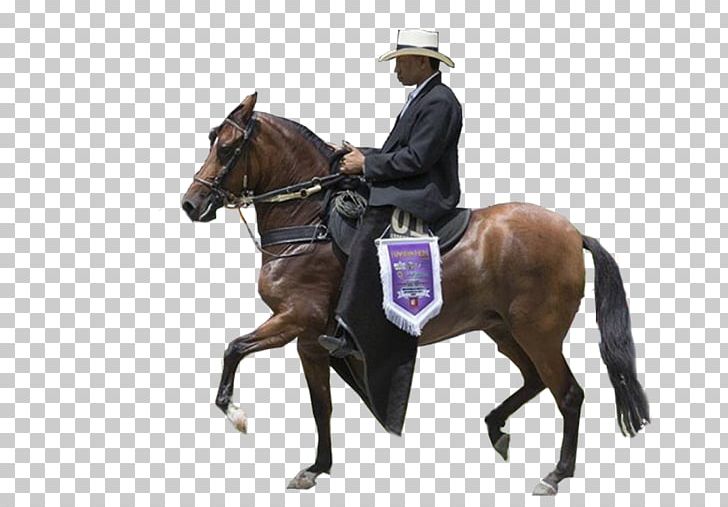 Stallion Hunt Seat Horse Island View Riding Stables And Riding School Rein PNG, Clipart, Animals, Bridle, Equestrian, Equestrianism, Equestrian Sport Free PNG Download