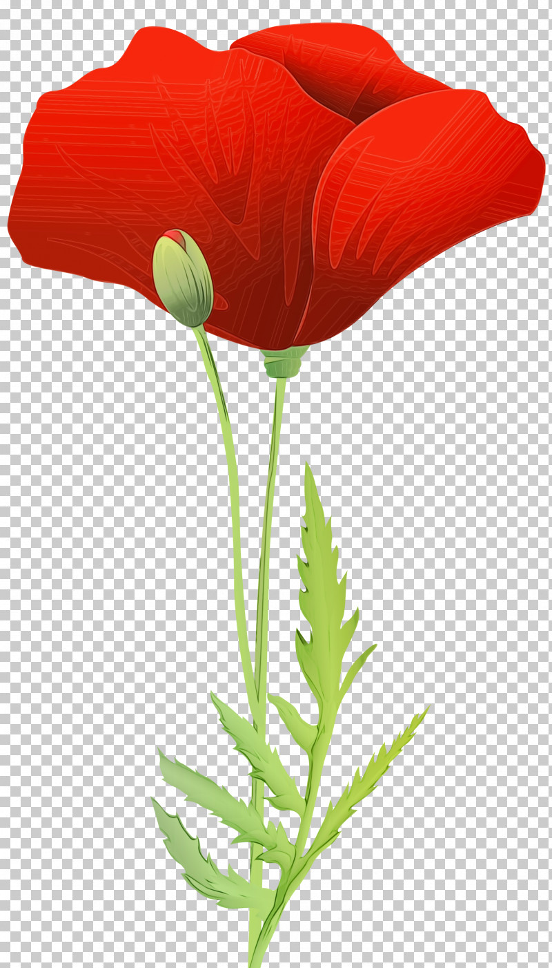 Flower Coquelicot Plant Corn Poppy Oriental Poppy PNG, Clipart, Coquelicot, Corn Poppy, Flower, Oriental Poppy, Paint Free PNG Download