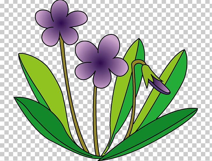Viola Mandshurica Violet PNG, Clipart, African Violets, Artwork, Flora, Flower, Flowering Plant Free PNG Download