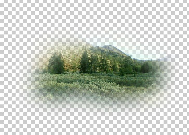 Water Resources Ecosystem Forest Land Lot Tree PNG, Clipart, Ecosystem, Fog, Forest, Grass, Hill Station Free PNG Download