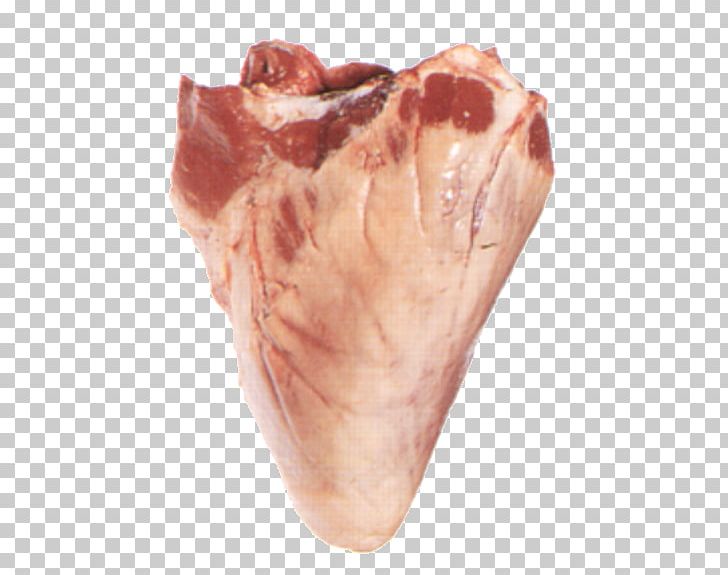 Australian Feral Camel Heart Bactrian Camel Offal Pericardium PNG, Clipart, Animal Fat, Animal Source Foods, Australian Feral Camel, Back Bacon, Bactrian Camel Free PNG Download