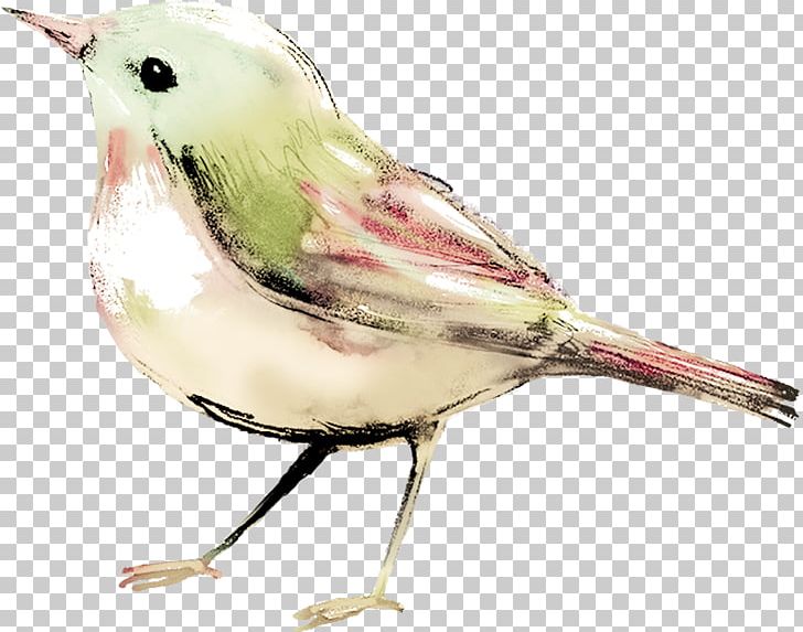Bird Watercolor Painting PNG, Clipart, Animals, Beak, Bird, Clip Art, Color Free PNG Download