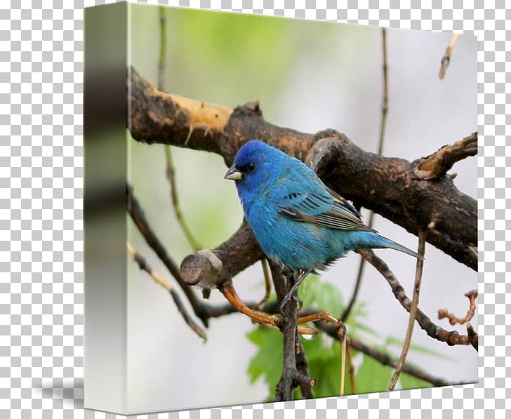 Bluebird Wren Gallery Wrap Cobalt Blue Indigo Bunting PNG, Clipart, Animals, Art, Beak, Bird, Bluebird Free PNG Download