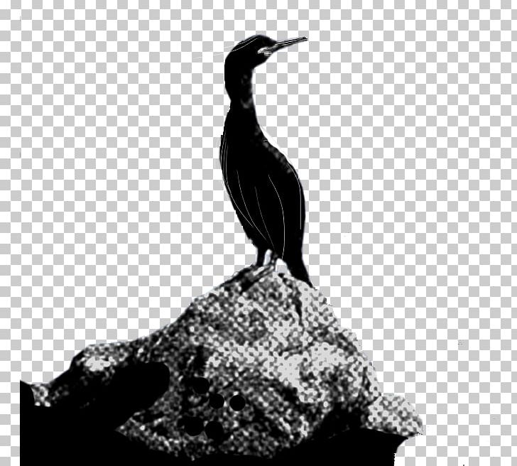 Duck Cormorant Seabird Feather Beak PNG, Clipart, Beak, Bird, Black And White, Cormorant, Duck Free PNG Download