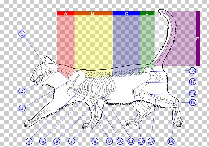 Felidae Kitten Wildcat Maine Coon Cat Anatomy PNG, Clipart, Anatomy, Angle, Animals, Area, Arm Free PNG Download