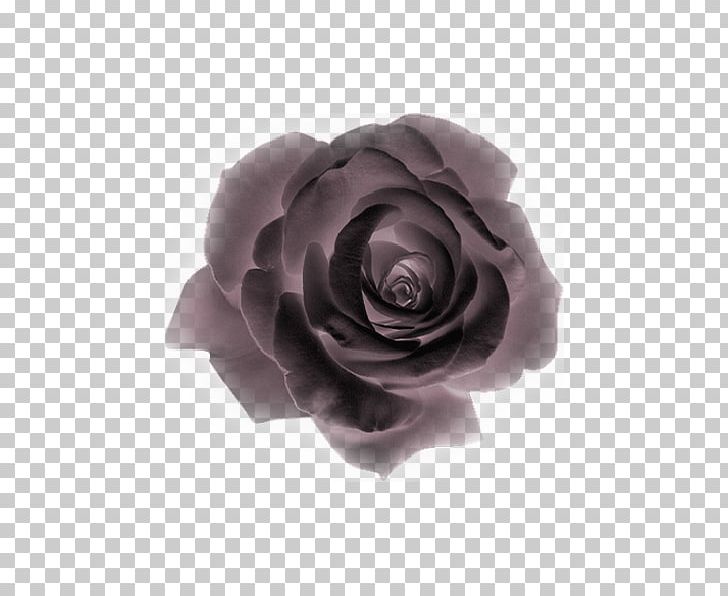 Flower Animaatio Garden Roses PNG, Clipart, Animaatio, Animated Film, Black Baccara, Cut Flowers, Ead Free PNG Download