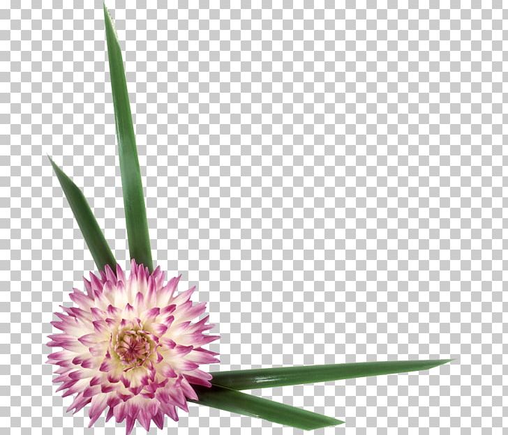 Flower Petal PNG, Clipart, 2017, Animaatio, Flower, Flowering Plant, Information Free PNG Download