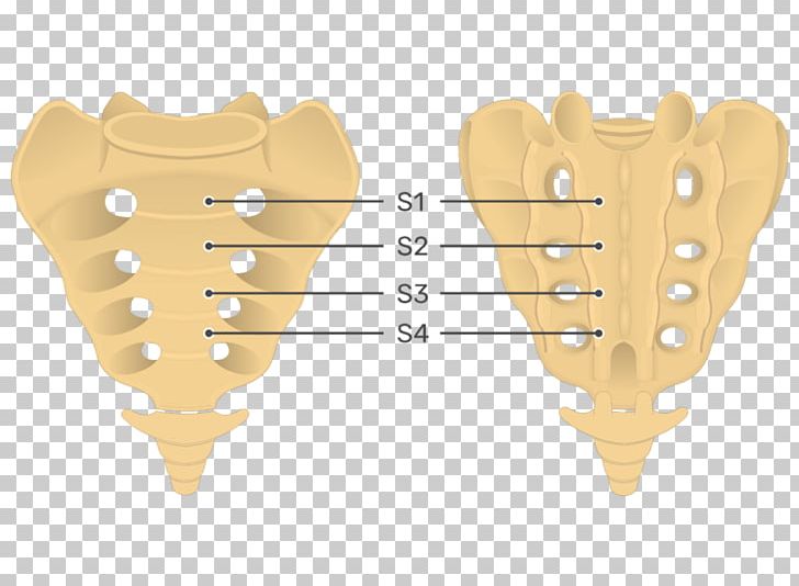 Sacrum Human Anatomy Vertebral Column Coccyx PNG, Clipart, Anatomy, Angle, Axial Skeleton, Bone, Coccyx Free PNG Download
