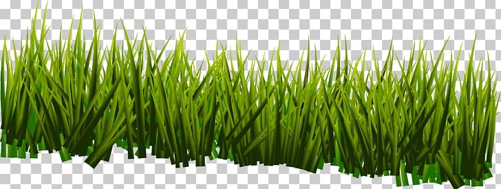 Vetiver Sweet Grass Commodity Wheatgrass Plant Stem PNG, Clipart, Background Green, Chrysopogon, Chrysopogon Zizanioides, Commodity, Decorative Free PNG Download