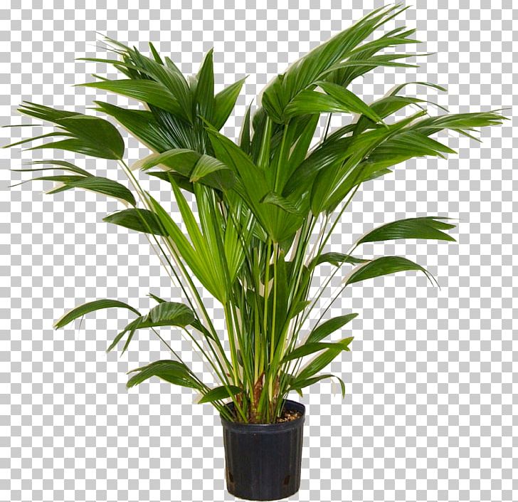 Areca Palm Houseplant Indoor Plants Livistona Chinensis PNG, Clipart, Arecales, Areca Palm, Chamaedorea Elegans, Dypsis, Evergreen Free PNG Download