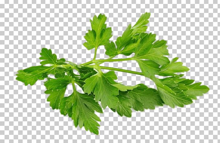 Chervil PNG, Clipart, Herbs, Nature Free PNG Download