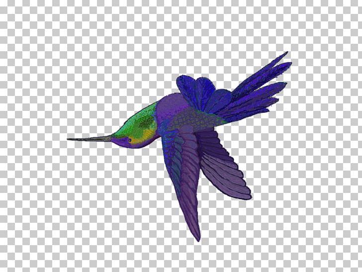 Hummingbird M Parrot Beak Feather PNG, Clipart, Animals, Beak, Bird, Colibri, Feather Free PNG Download
