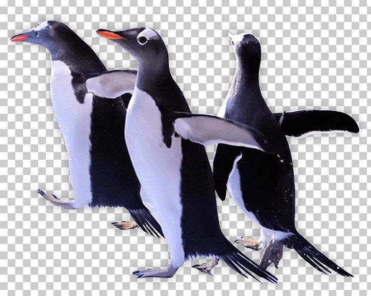 Penguin PNG, Clipart, Beak, Bird, Com, Download, Fauna Free PNG Download