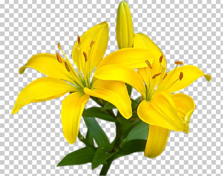 Cut Flowers Lossless Compression PNG, Clipart, Cicek, Cicek Resimleri, Cut Flowers, Data Compression, Daylily Free PNG Download