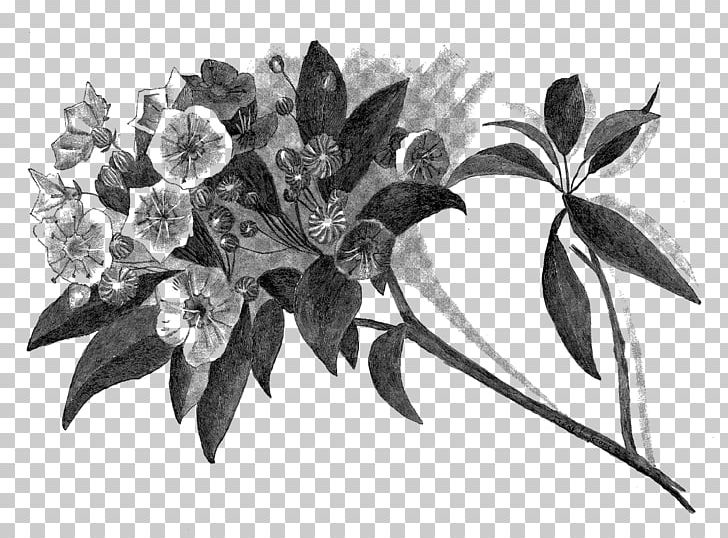 Drawing Paper Digital Illustration Work Of Art PNG, Clipart, Black And White, Botany, Digital Illustration, Drawing, Flora Free PNG Download