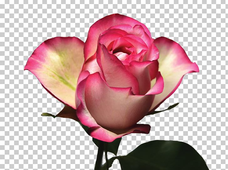 Garden Roses Cabbage Rose Floribunda Pink Color PNG, Clipart, Bud, Closeup, Color, Computer Wallpaper, Cut Flowers Free PNG Download