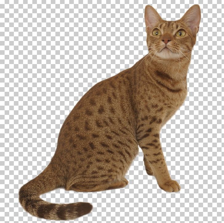 Ocicat Exotic Shorthair Savannah Cat Siberian Cat Toyger PNG, Clipart, Abyssinian Cat, Animals, Carnivoran, Cat Like Mammal, Dragon Li Free PNG Download