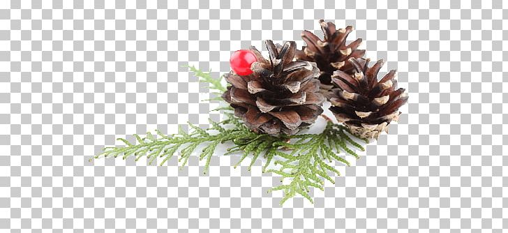 Pine Conifer Cone Christmas Ornament Fir PNG, Clipart, Bombka, Christmas, Christmas Decoration, Christmas Ornament, Christmas Stockings Free PNG Download