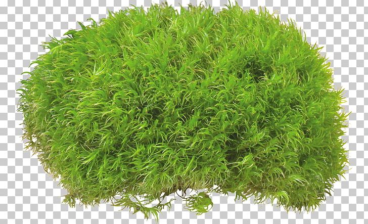 Grass Underbrush Rounded PNG, Clipart, Bush, Bushes, Clip Art, Download, Evergreen Free PNG Download