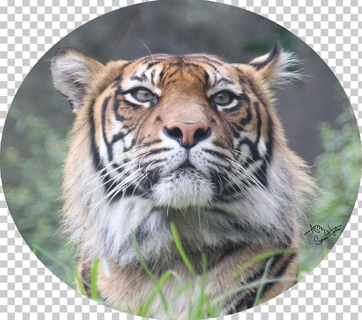 Sumatran Tiger Whiskers Big Cat PNG, Clipart, Animal, Animals, Big Cat, Big Cats, Carnivoran Free PNG Download