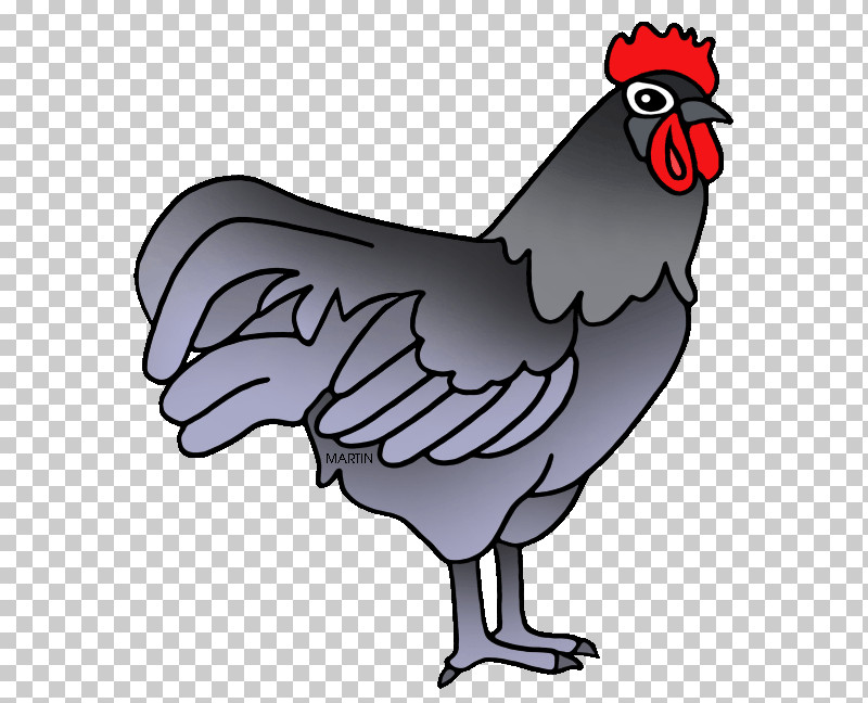 Bird Chicken Rooster Beak Comb PNG, Clipart, Beak, Bird, Cartoon, Chicken, Comb Free PNG Download