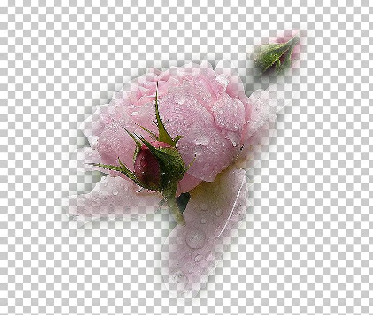 Flower Garden Roses PNG, Clipart, Blog, Blossom, Cut Flowers, Flower, Flower Bouquet Free PNG Download