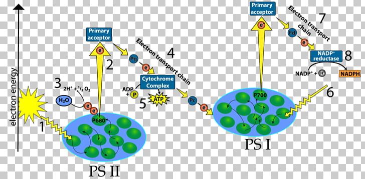Light-dependent Reactions Electron Transport Chain Thylakoid Photosystem P700 PNG, Clipart, Area, Biological Membrane, Chloroplast, Circle, Diagram Free PNG Download